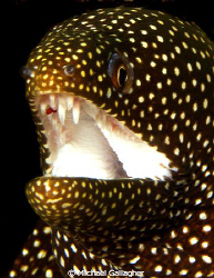 White mouthed moray eel, Seychelles by Michael Gallagher 